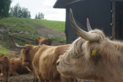 DSC00337-kopio
